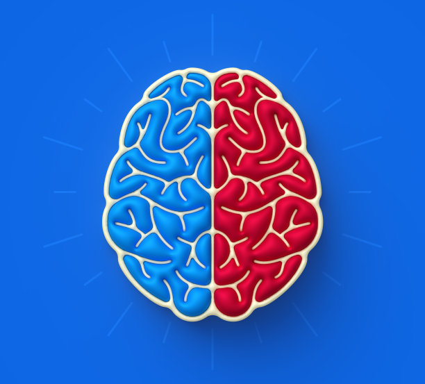 cerebrum