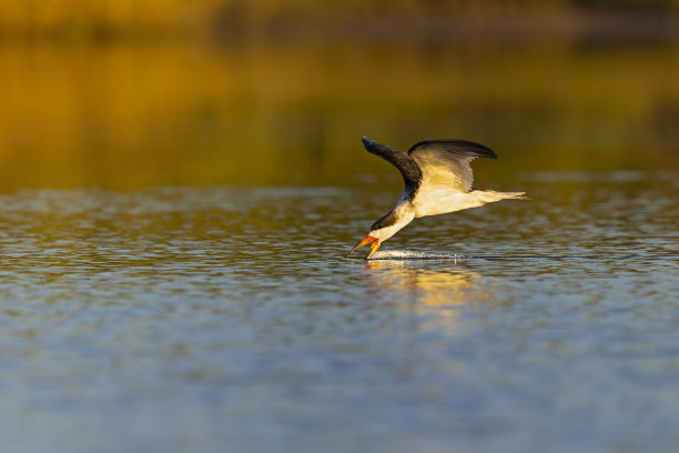 skimmer