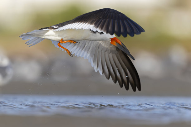 skimmer