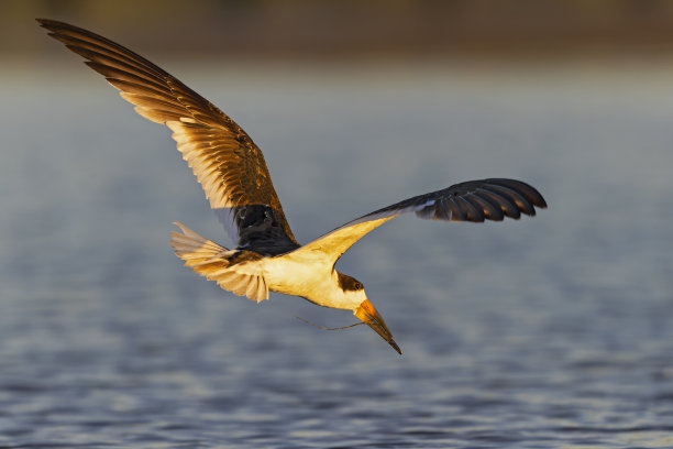 skimmer