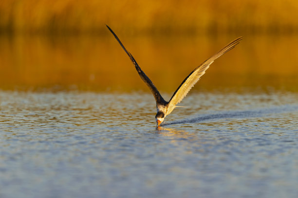 skimmer