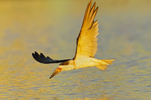 skimmer