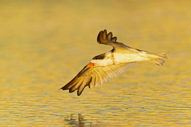 skimmer