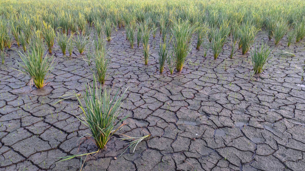 drought