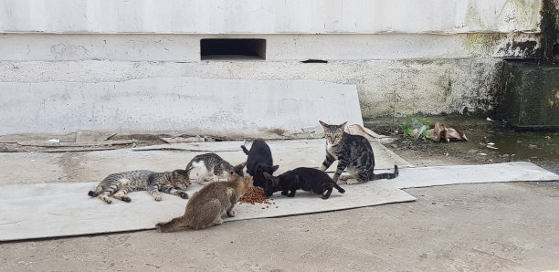 stray