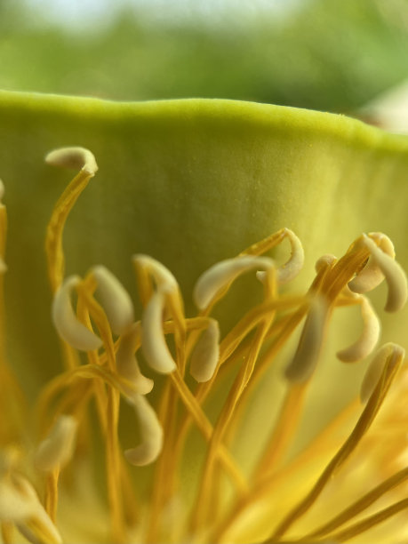 stamens