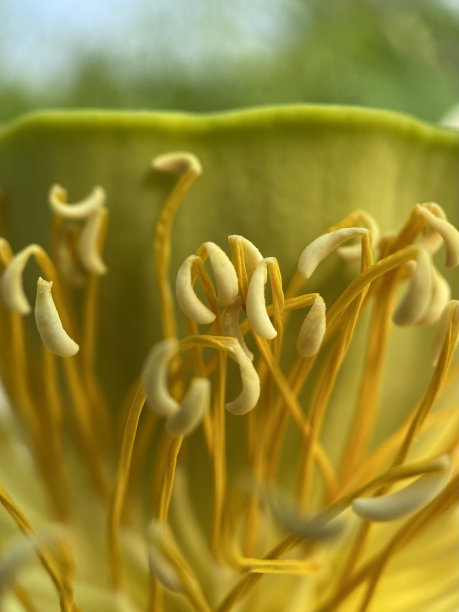 stamens