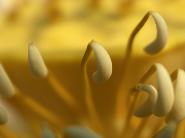 stamens