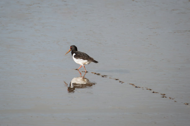 haematopus