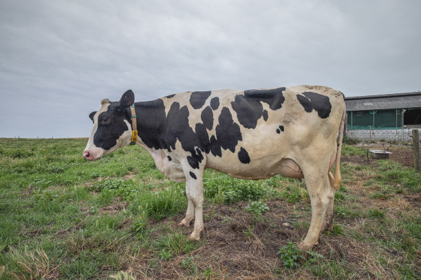 弗里斯兰奶牛
