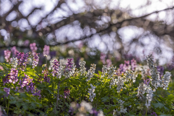 corydalis