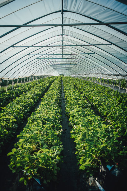 plantation