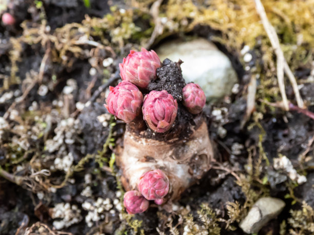 rhodiola