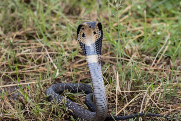 cobra
