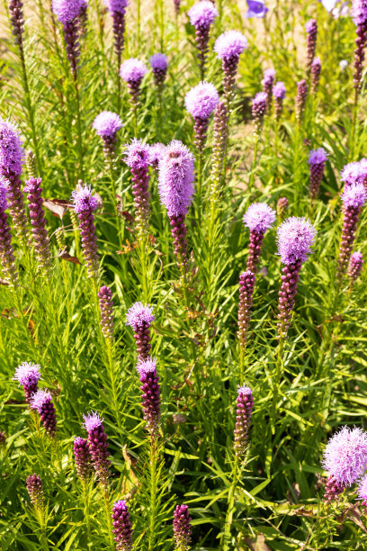 liatris