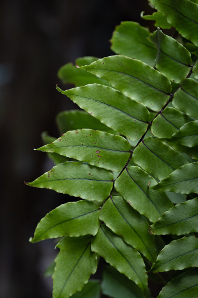 高清黑色背景绿色蕨类植物叶子