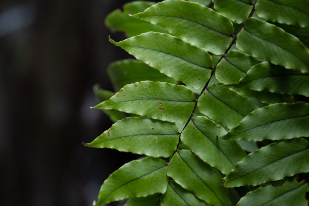 高清黑色背景绿色蕨类植物叶子