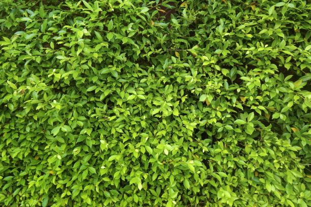 overgrown