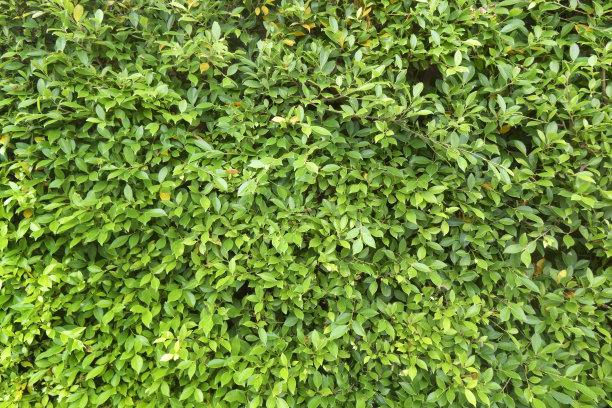 overgrown