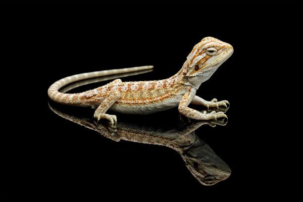 agama