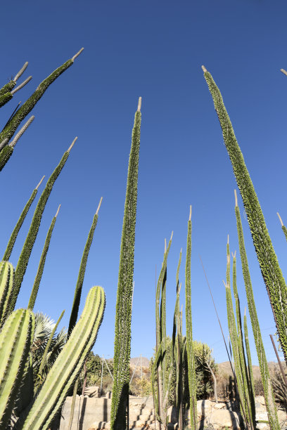 ocotillo