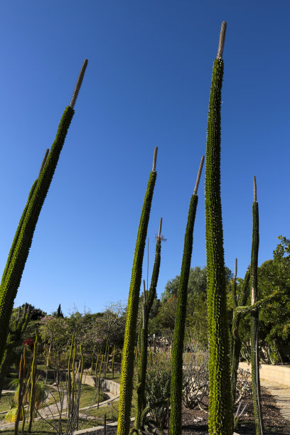 ocotillo