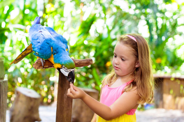 macaw