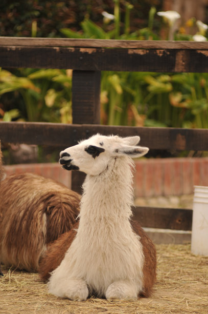 llama