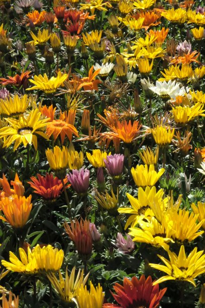 gazania