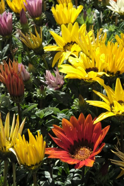 gazania