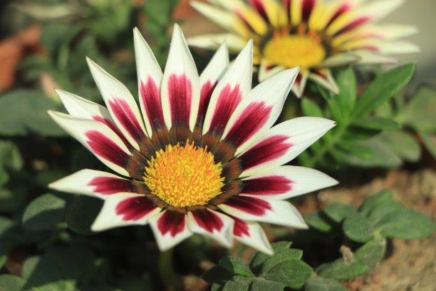 gazania