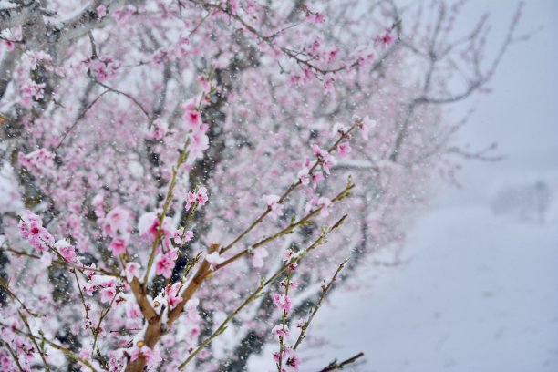 雪景桃花枝