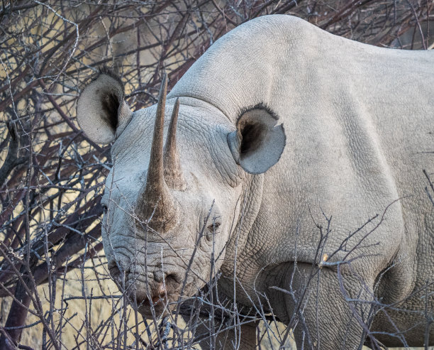 horned