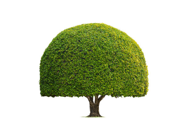 evergreen