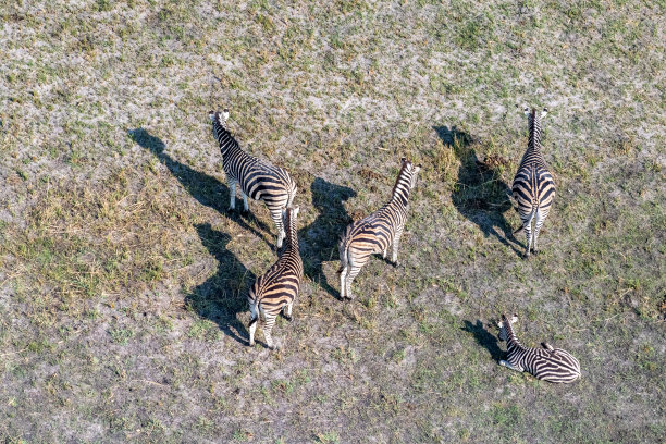 zebra