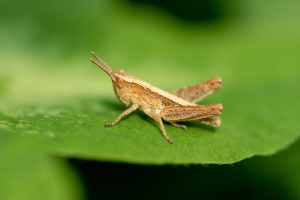katydid