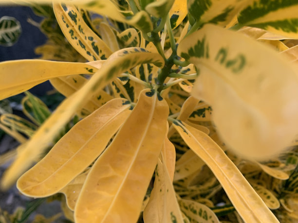 codiaeum