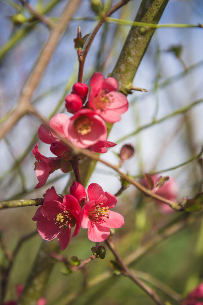 chaenomeles