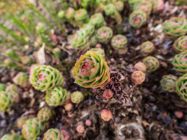 rhodiola