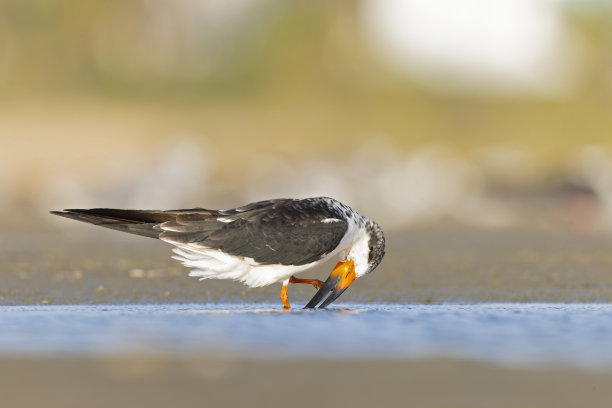 skimmer