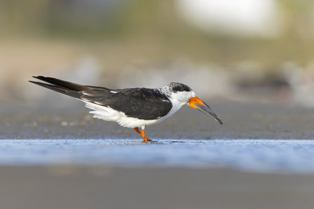 charadriiformes