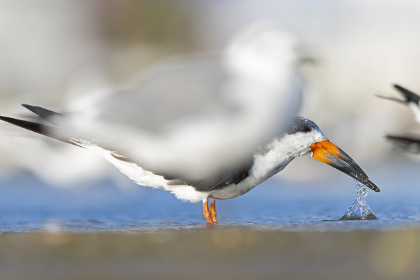 skimmer