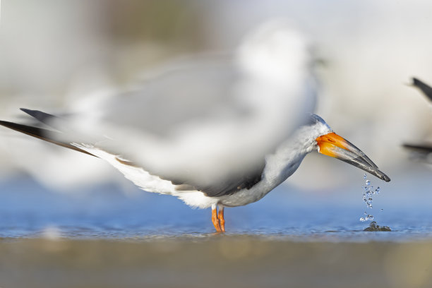 skimmer