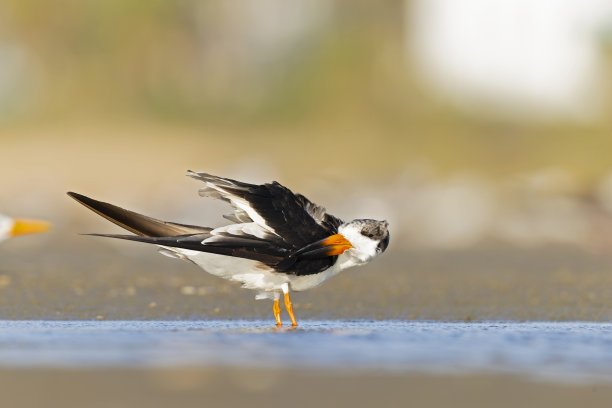 skimmer