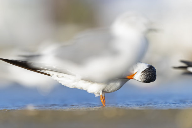 skimmer