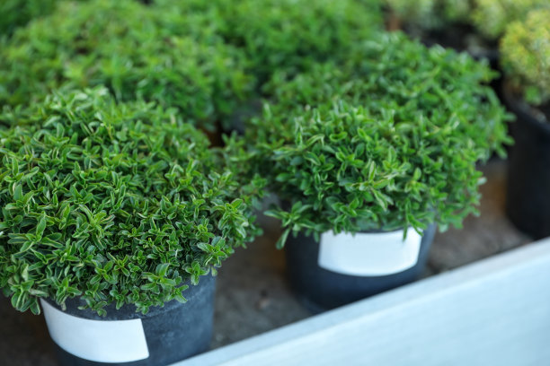 oregano