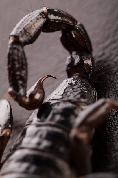 arthropod