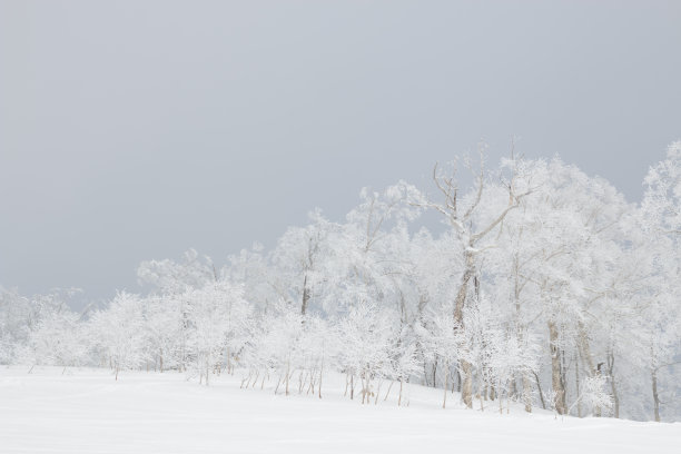 冬季白桦树雾淞