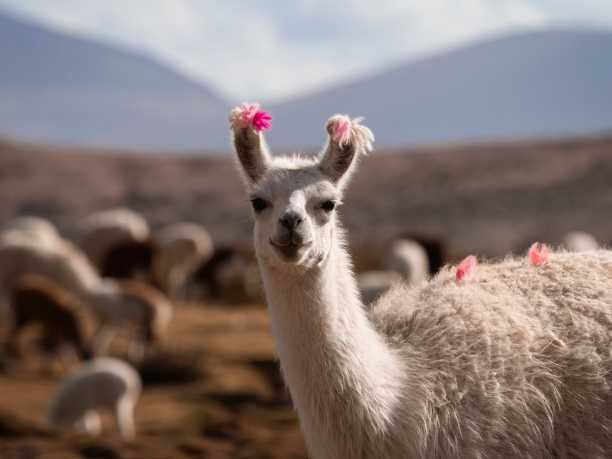 llama
