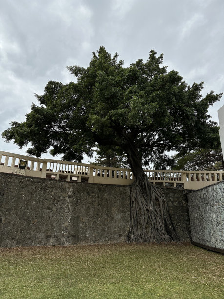 banyan